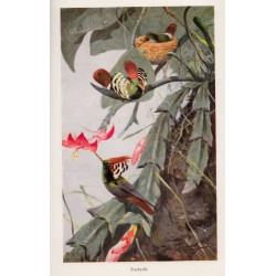 A.E.Brehm,W.Rammner- Brehms Tierleben III. Vögel