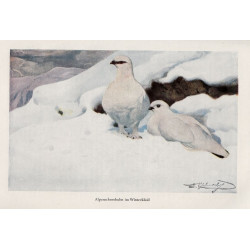 A.E.Brehm,W.Rammner- Brehms Tierleben III. Vögel